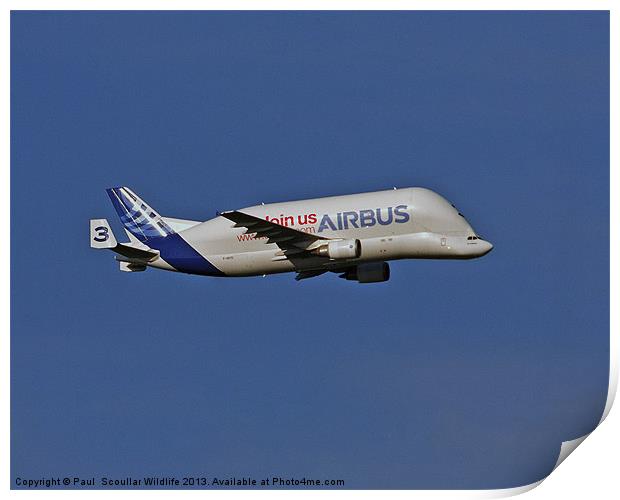 Airbus A300-600st Print by Paul Scoullar
