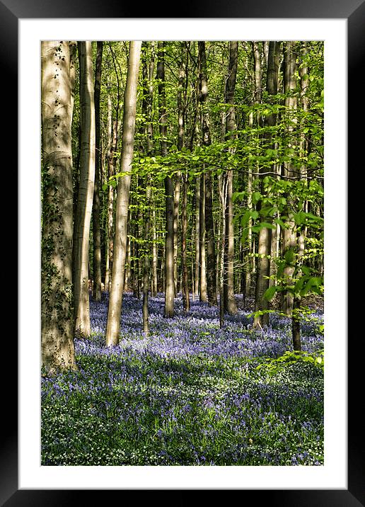 bluebell forest Framed Mounted Print by Jo Beerens