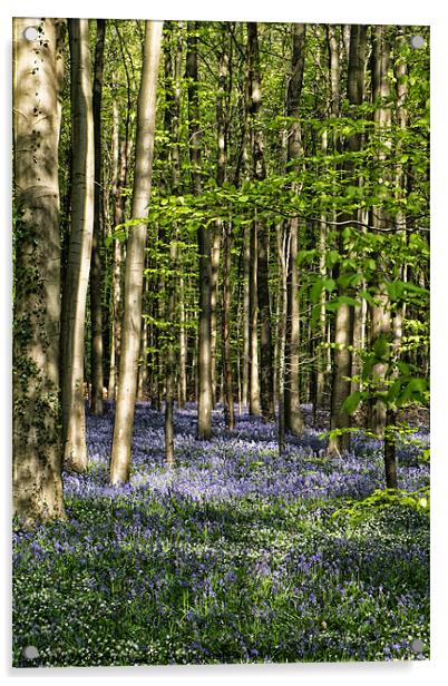 bluebell forest Acrylic by Jo Beerens