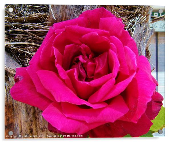 Red Rose In Spain Acrylic by philip milner