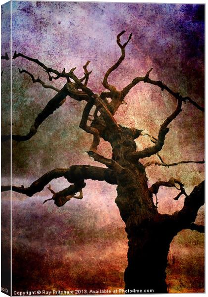 Old Tree Canvas Print by Ray Pritchard