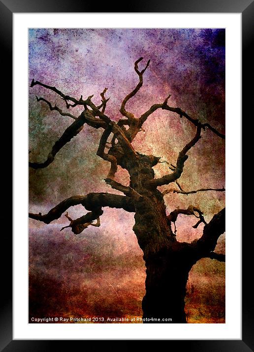 Old Tree Framed Mounted Print by Ray Pritchard