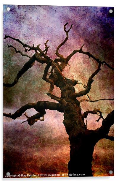 Old Tree Acrylic by Ray Pritchard