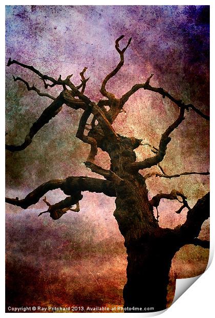 Old Tree Print by Ray Pritchard