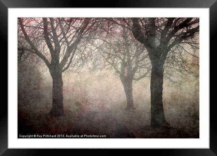 Trees In The Park Framed Mounted Print by Ray Pritchard
