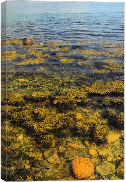 Seaweed and Stones Canvas Print by Alan Pickersgill