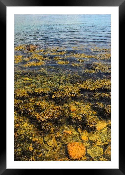 Seaweed and Stones Framed Mounted Print by Alan Pickersgill