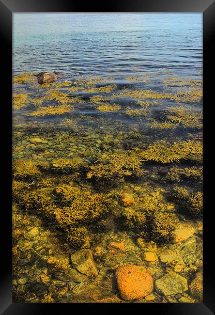 Seaweed and Stones Framed Print by Alan Pickersgill