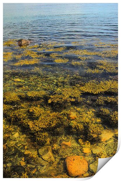 Seaweed and Stones Print by Alan Pickersgill