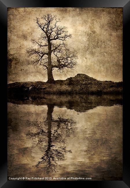 Park Brow Tree Framed Print by Ray Pritchard