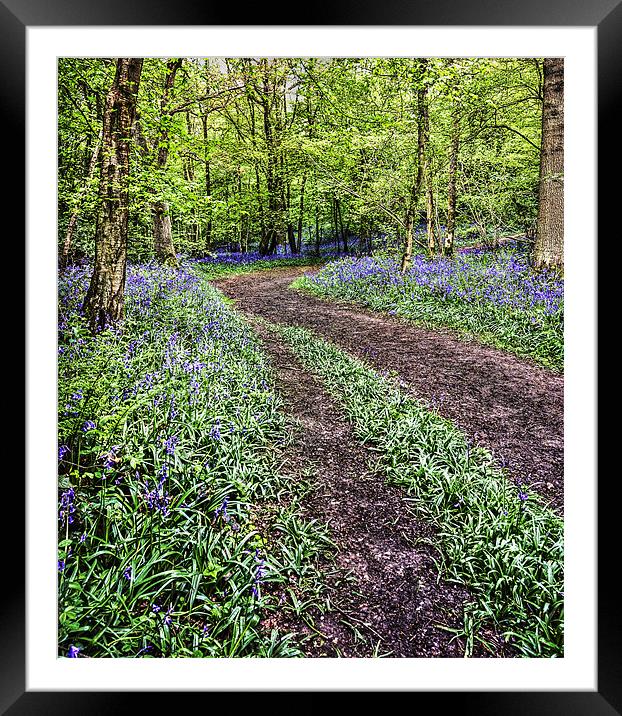 Bluebell Trail Framed Mounted Print by Robert  Radford