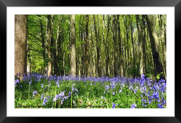 Enchanting bluebell wood! Framed Mounted Print by Paula Palmer canvas