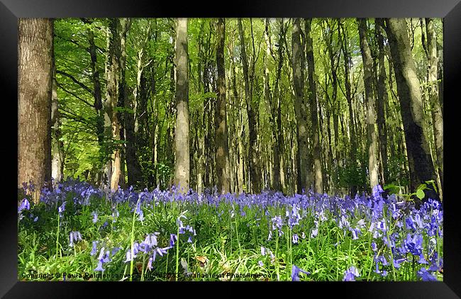 Enchanting bluebell wood! Framed Print by Paula Palmer canvas