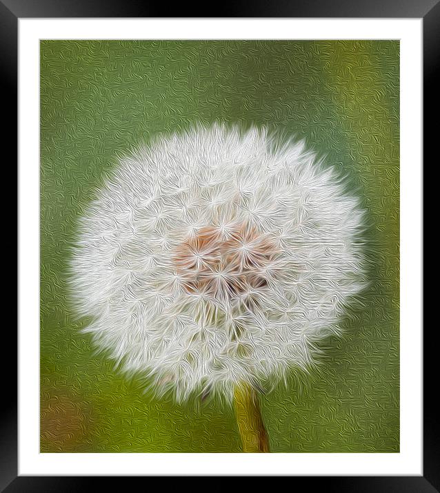 Dandelion Oil Paint  Digital Framed Mounted Print by Clive Eariss