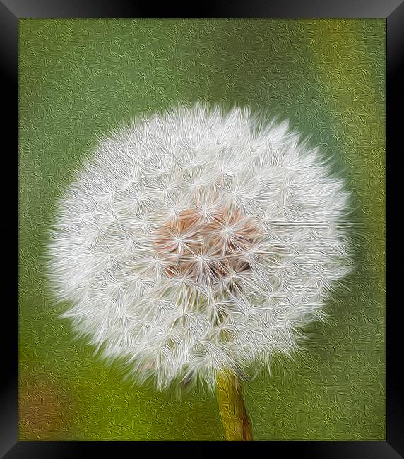 Dandelion Oil Paint  Digital Framed Print by Clive Eariss
