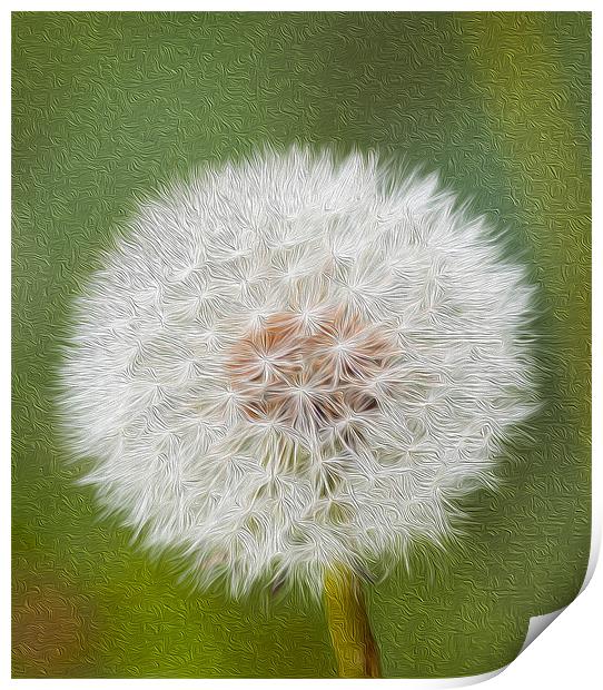 Dandelion Oil Paint  Digital Print by Clive Eariss