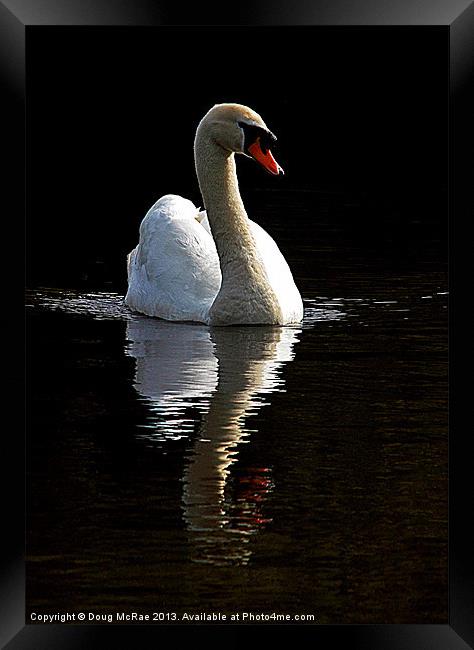 Lone swan Framed Print by Doug McRae