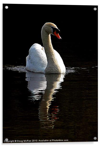 Lone swan Acrylic by Doug McRae