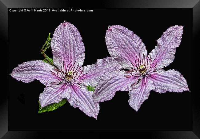 Pink and White Clematis Framed Print by Avril Harris