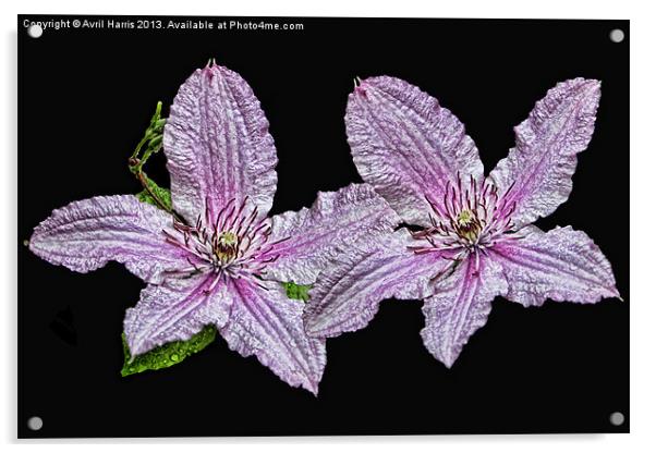 Pink and White Clematis Acrylic by Avril Harris
