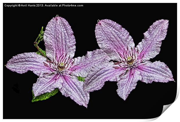 Pink and White Clematis Print by Avril Harris