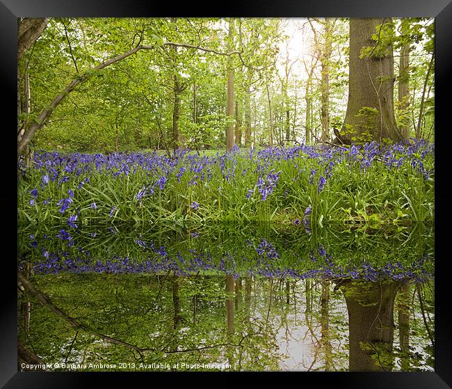 bluebell reflections Framed Print by Barbara Ambrose