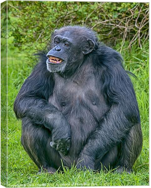 Grinning Chimp Canvas Print by Chris Thaxter