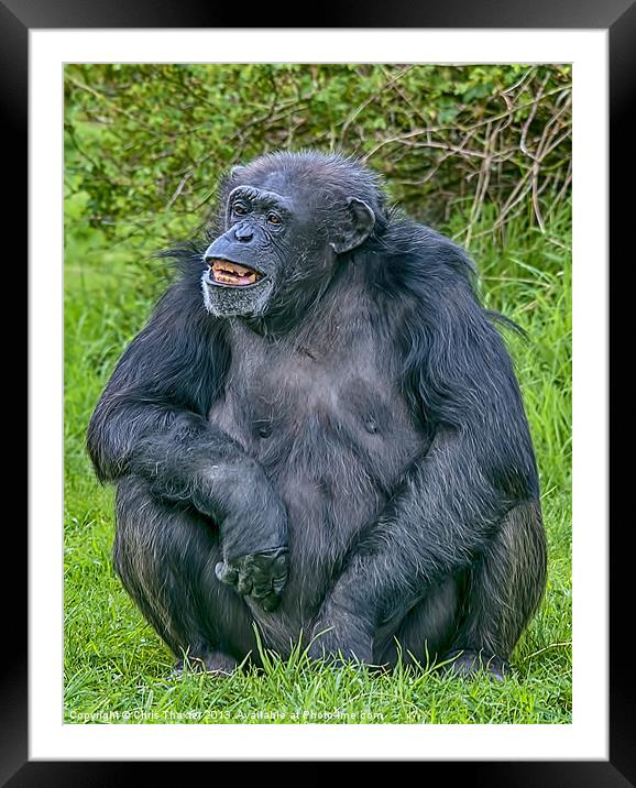 Grinning Chimp Framed Mounted Print by Chris Thaxter
