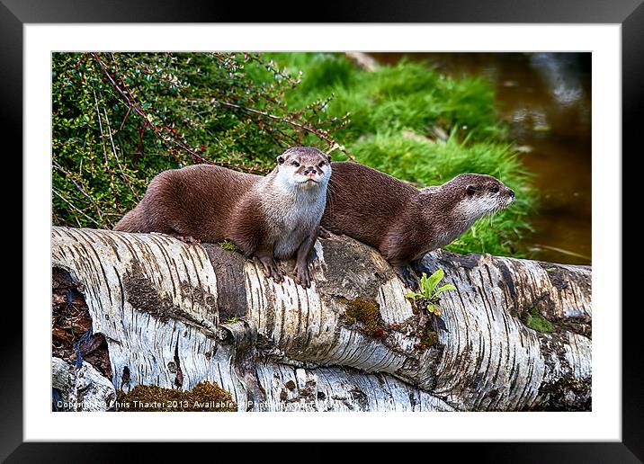 European Otters Framed Mounted Print by Chris Thaxter