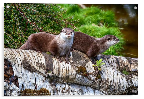 European Otters Acrylic by Chris Thaxter