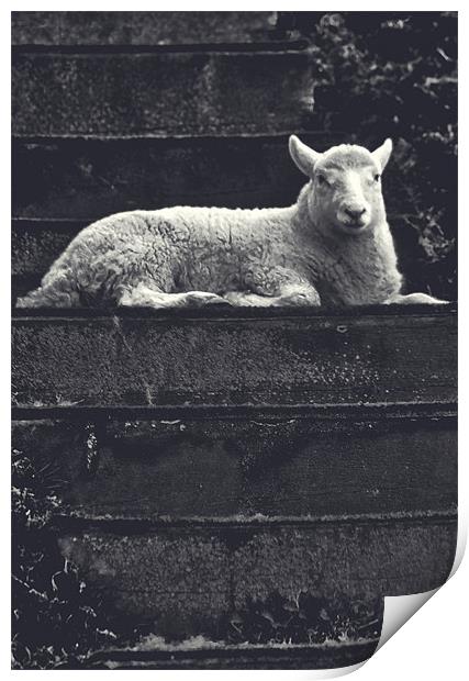 Woolly Steps Print by Darren Burroughs