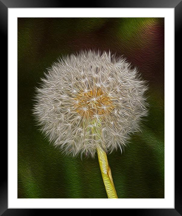 Dandelion Oil Paint  Digital 1 Framed Mounted Print by Clive Eariss