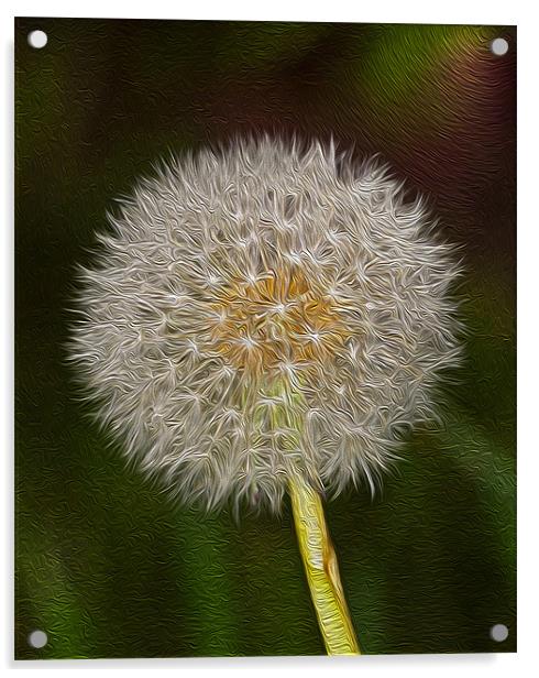 Dandelion Oil Paint  Digital 1 Acrylic by Clive Eariss