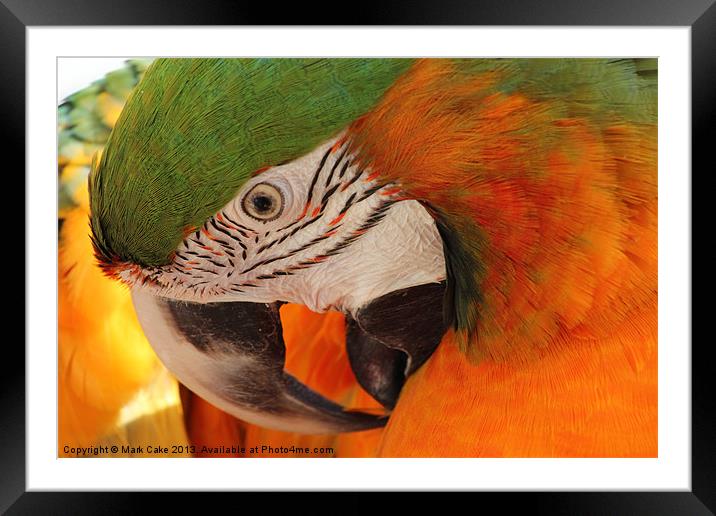 Preening macaw Framed Mounted Print by Mark Cake