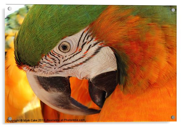 Preening macaw Acrylic by Mark Cake