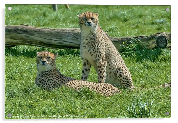 2 Cheetahs Acrylic by Chris Thaxter