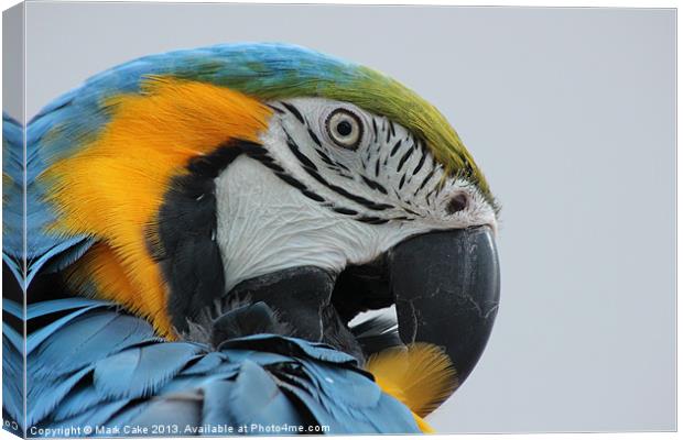 Blue and Gold preening Canvas Print by Mark Cake