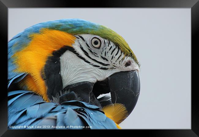 Blue and Gold preening Framed Print by Mark Cake