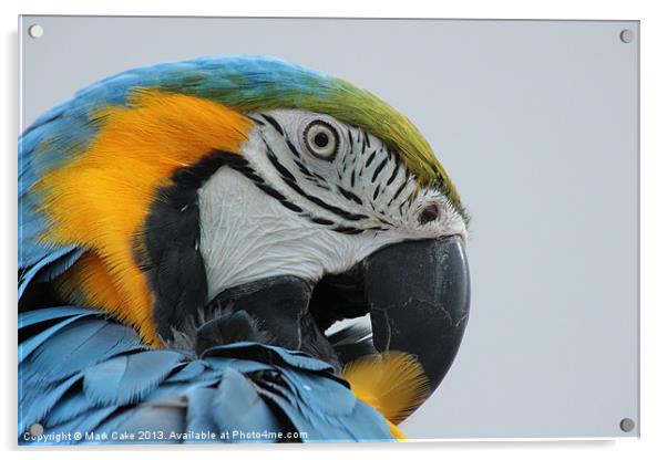 Blue and Gold preening Acrylic by Mark Cake