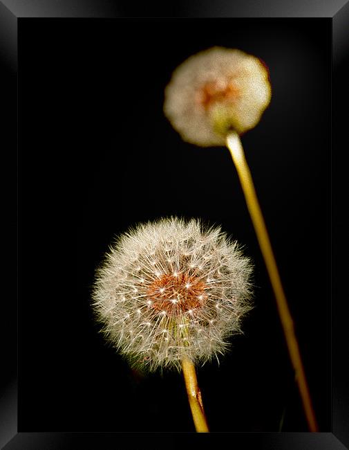 Dandelion Class Look Framed Print by Clive Eariss