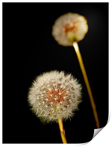 Dandelion Class Look Print by Clive Eariss