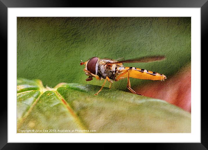 Textured Hoverfly Framed Mounted Print by Julie Coe