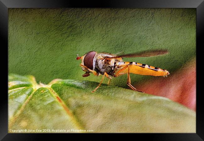 Textured Hoverfly Framed Print by Julie Coe