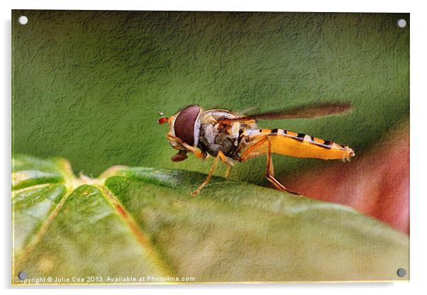 Textured Hoverfly Acrylic by Julie Coe