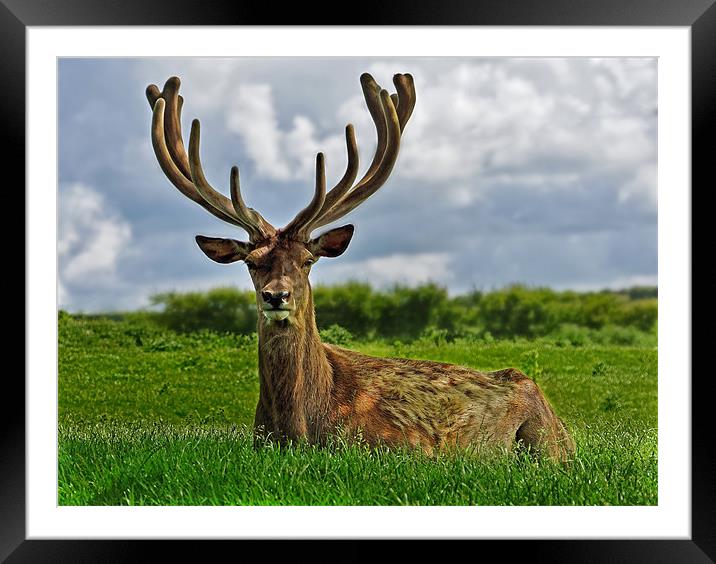 Stag deer in Norfolk Framed Mounted Print by Gary Pearson