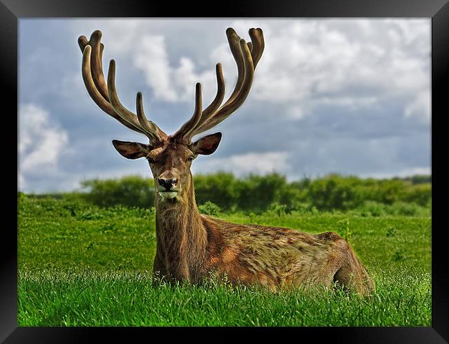 Stag deer in Norfolk Framed Print by Gary Pearson