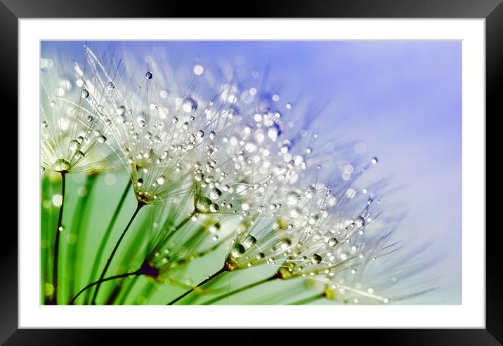 Water Droplets Framed Mounted Print by Anthony Michael 