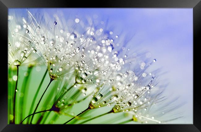 Water Droplets Framed Print by Anthony Michael 