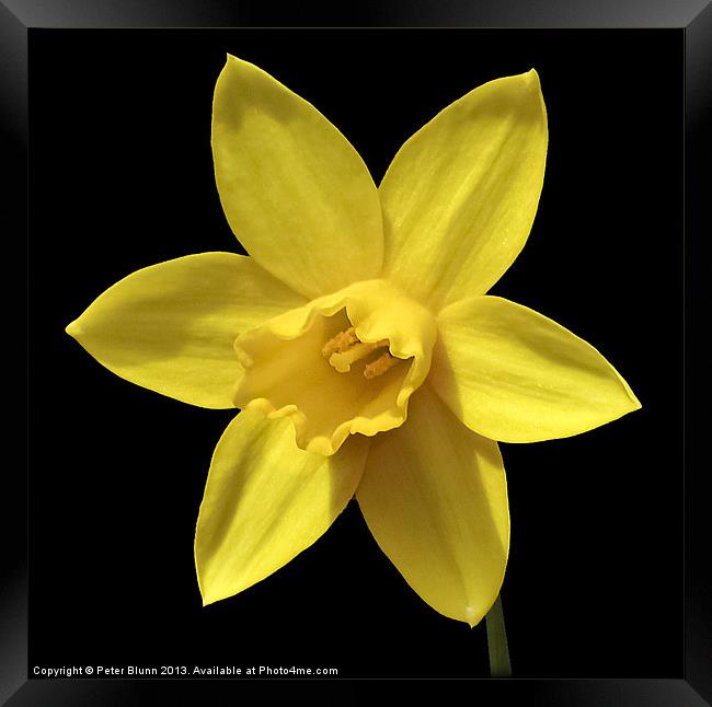 Daffodil Flower Head Framed Print by Peter Blunn