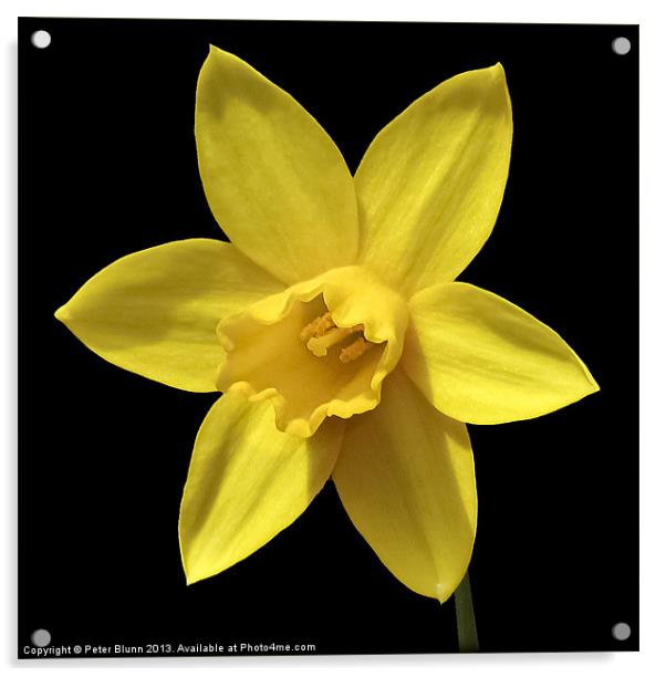 Daffodil Flower Head Acrylic by Peter Blunn